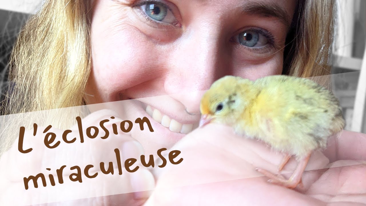 J'ai couvé des oeufs de cailles du supermarché | expérience couveuse