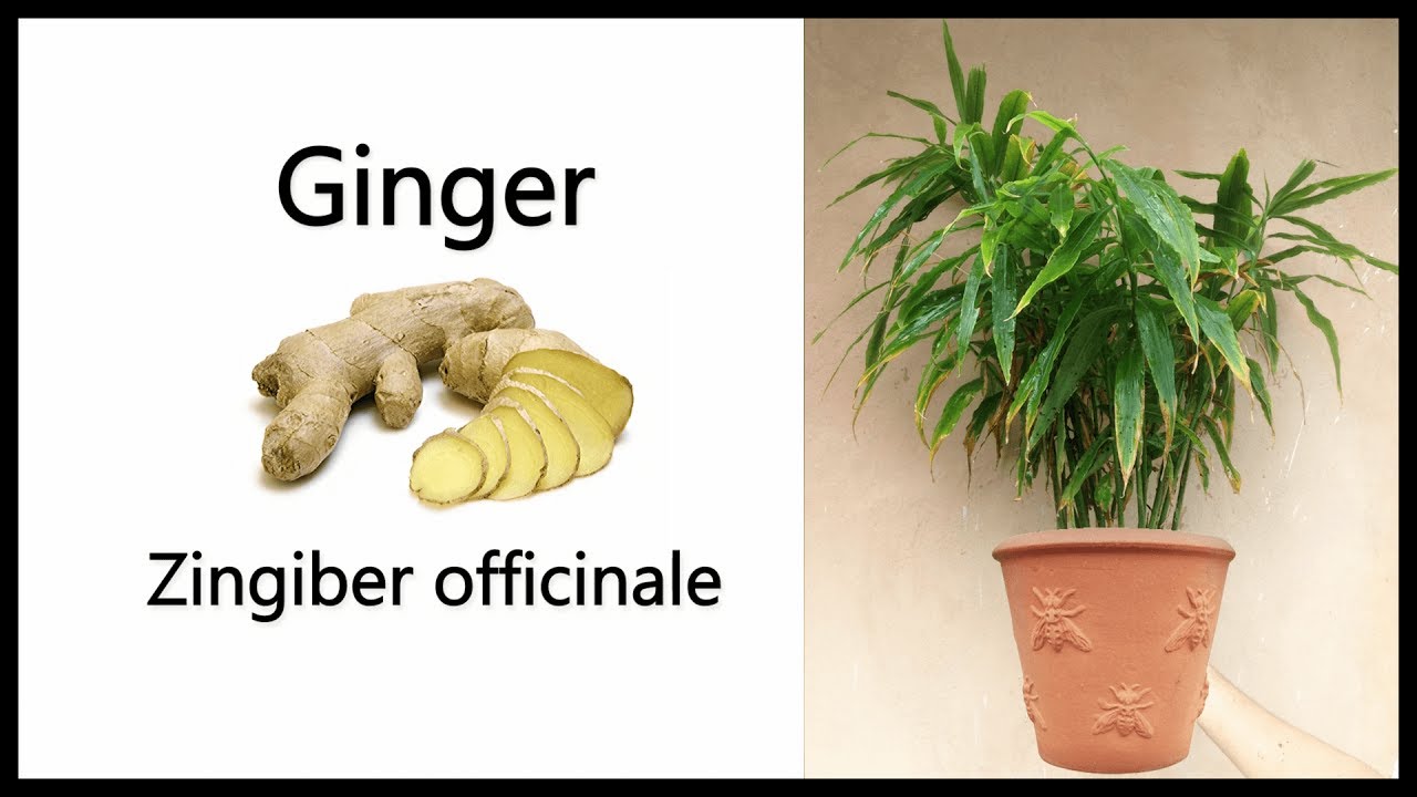 How to grow Ginger