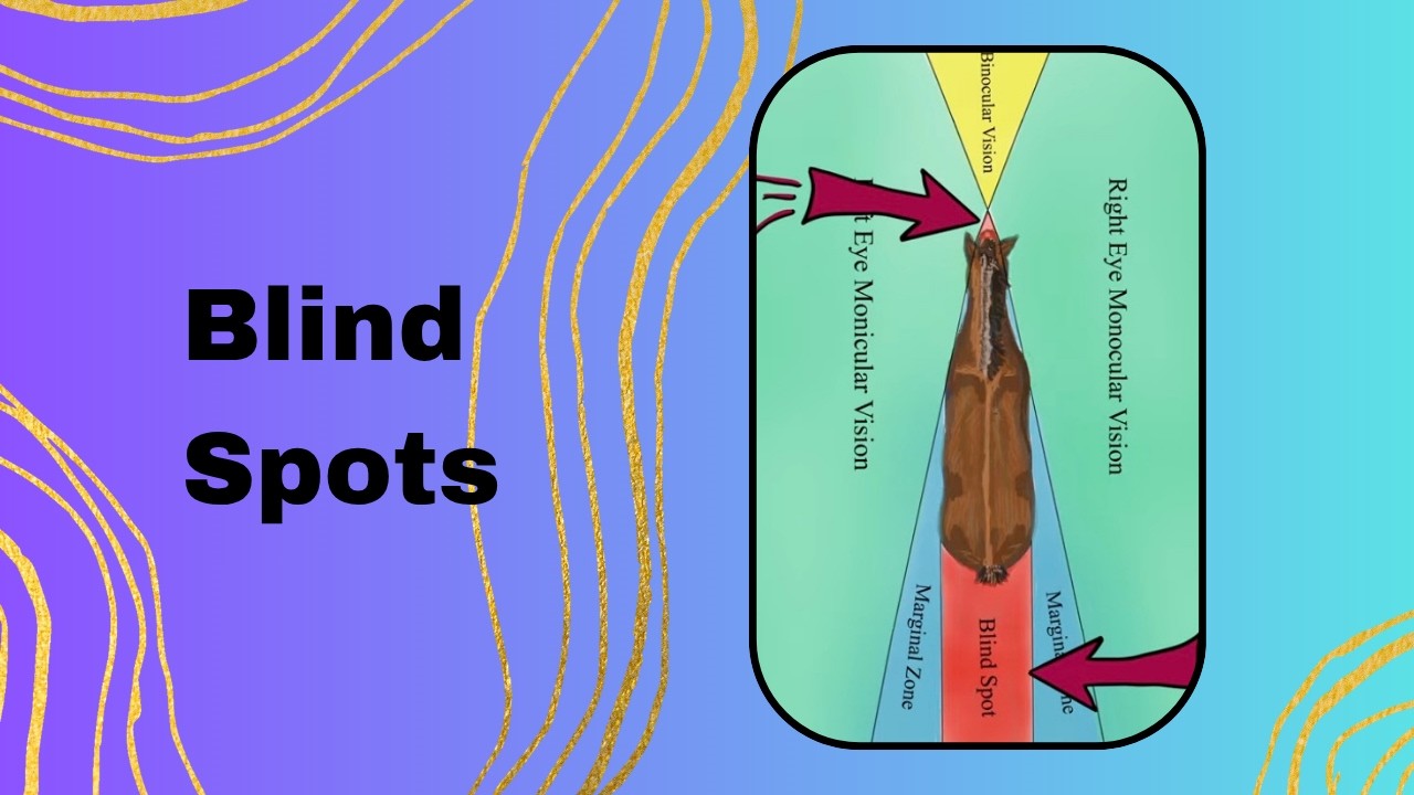 Level 1a: Blind Spots (Lesson 3)