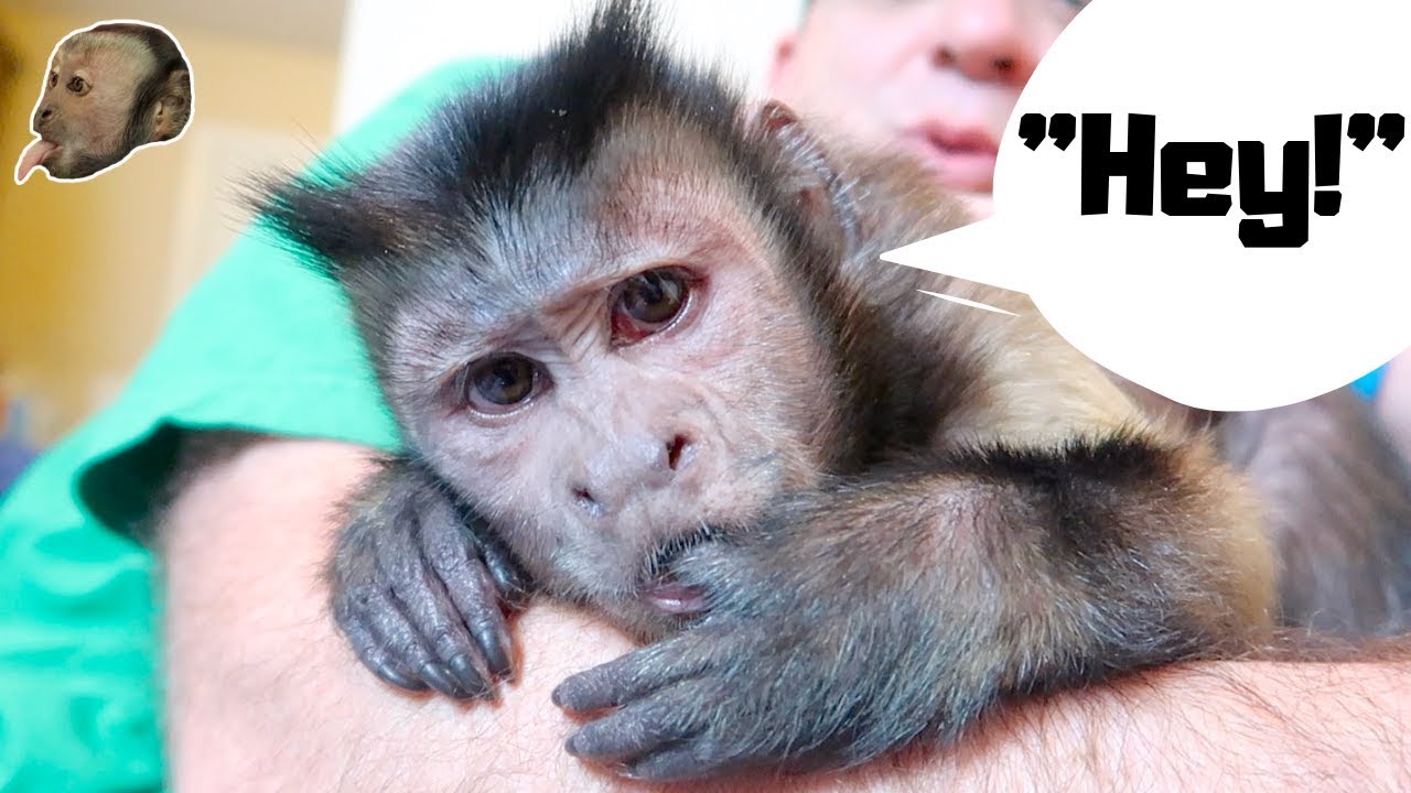 Monkey Talking & Grooming! (SUNDAY FUNDAY)