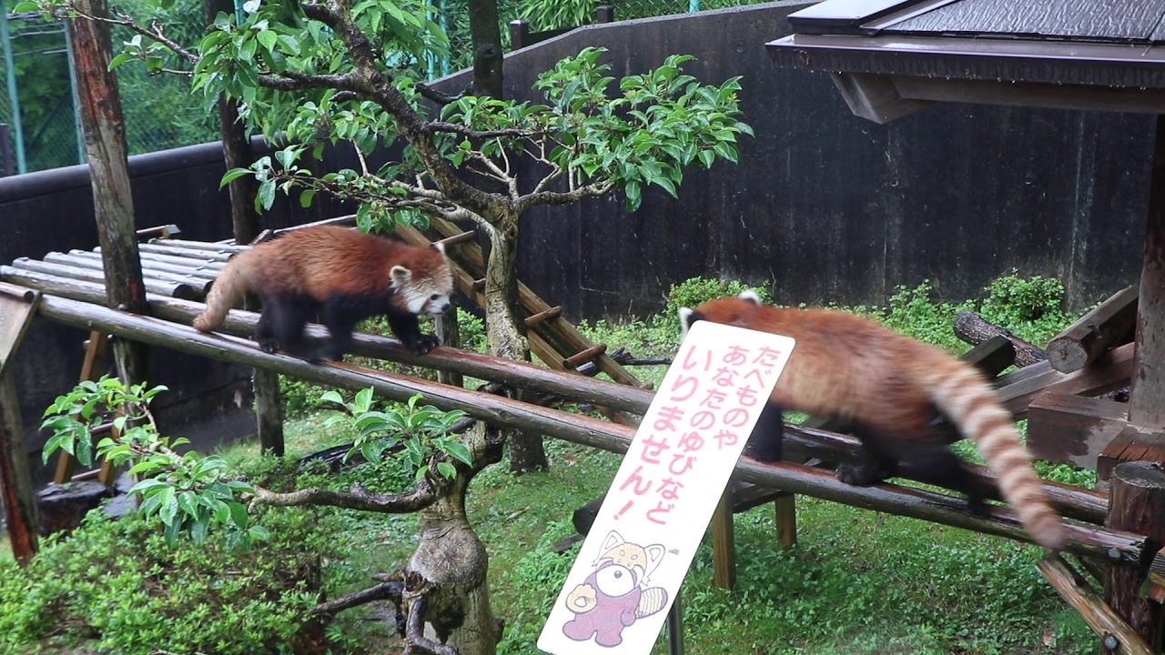 雨の西山動物園（ニーコ＆レイファ＆まつば）