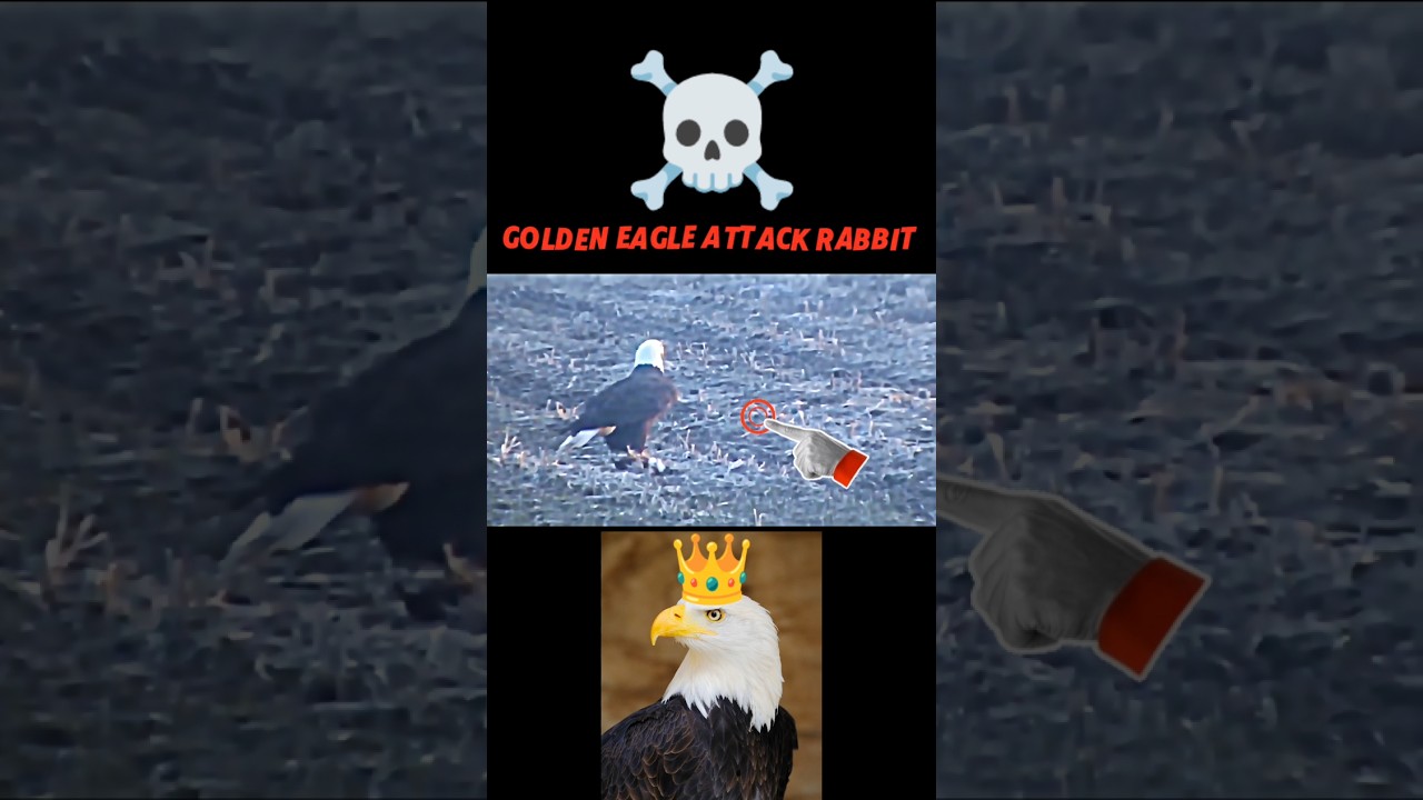 rabbit attack eagle 