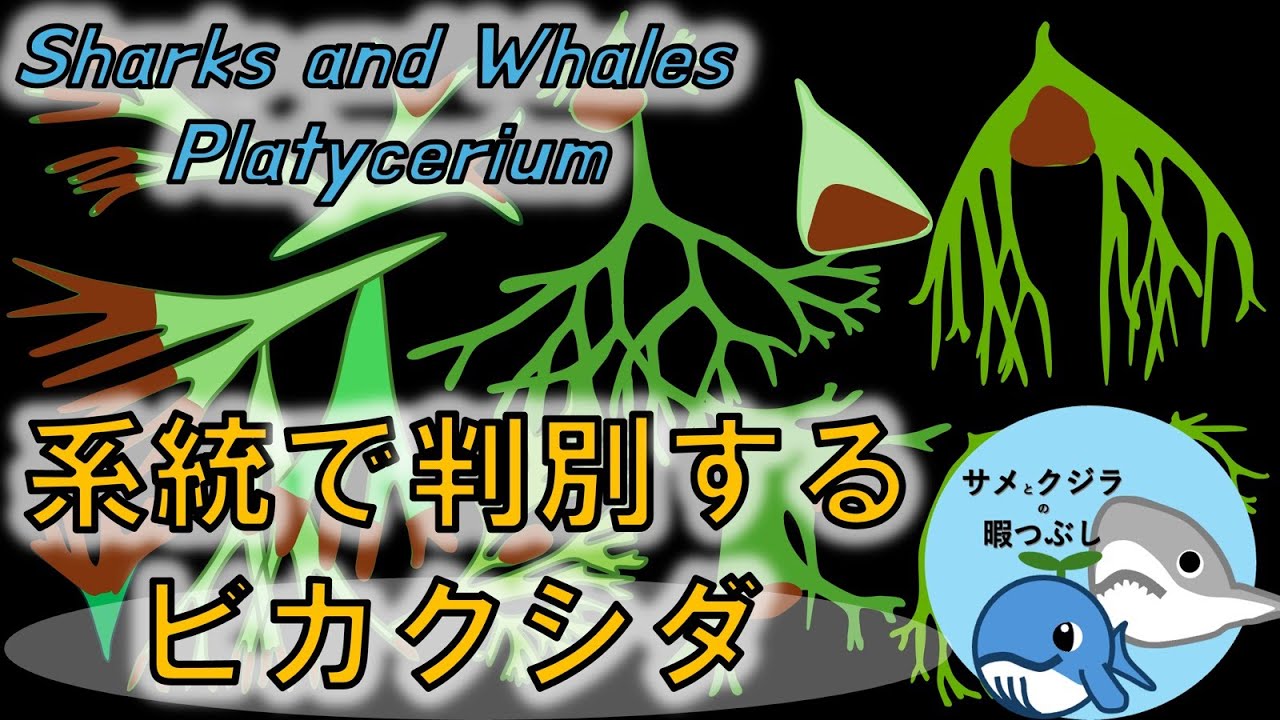 【植物】ビカクシダの見分け方を形態、系統から解説【解説】