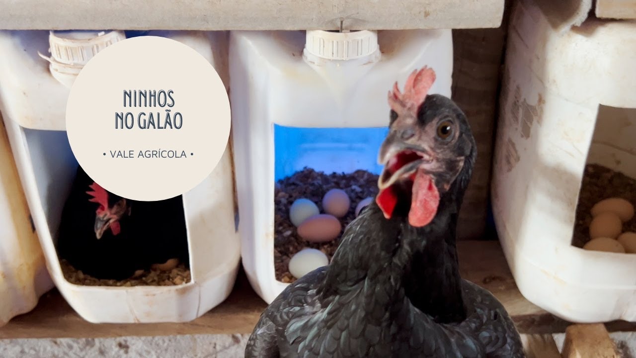 Ninhos de galinha feitos com galões de adubo!