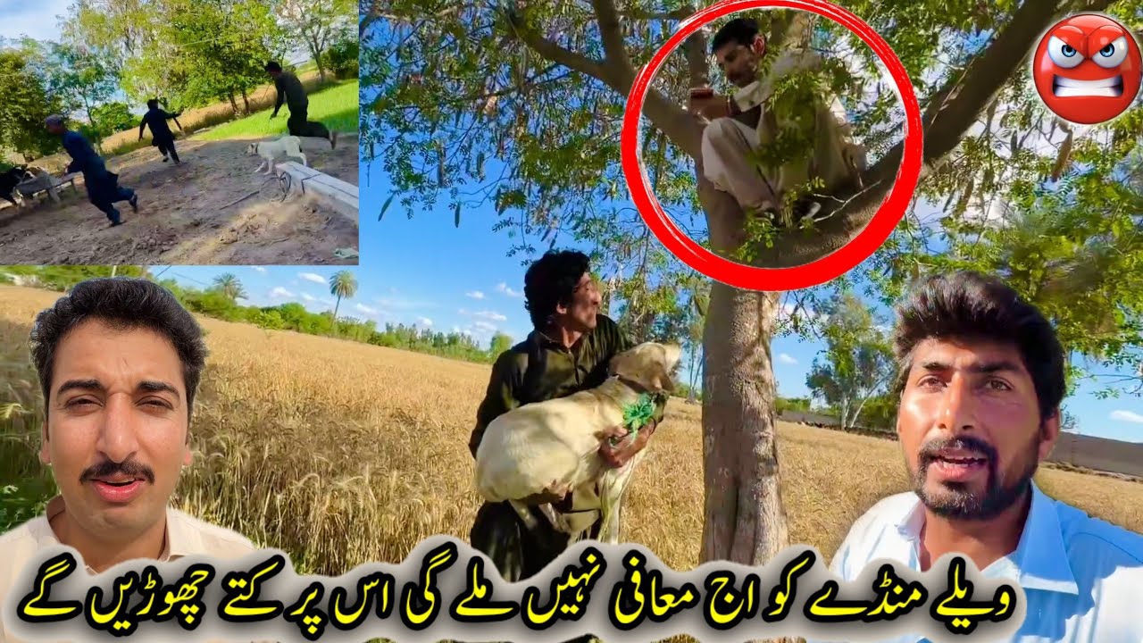 velle manday ko ab maafi nahin mile gi as per katay chori gay