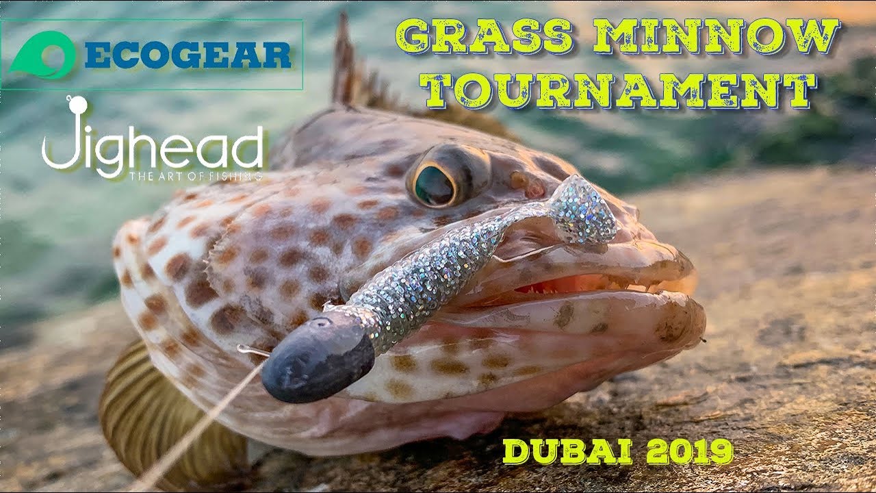 ECOGEAR GRASS MINNOW TOURNAMENT in Dubai, 2019