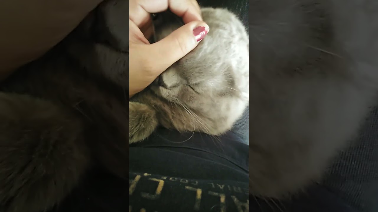 Isircaaaammmmm 🤣😍 #british #britishlonghaircats #catlover  #kediaski #ask #kitten #britishlonghair