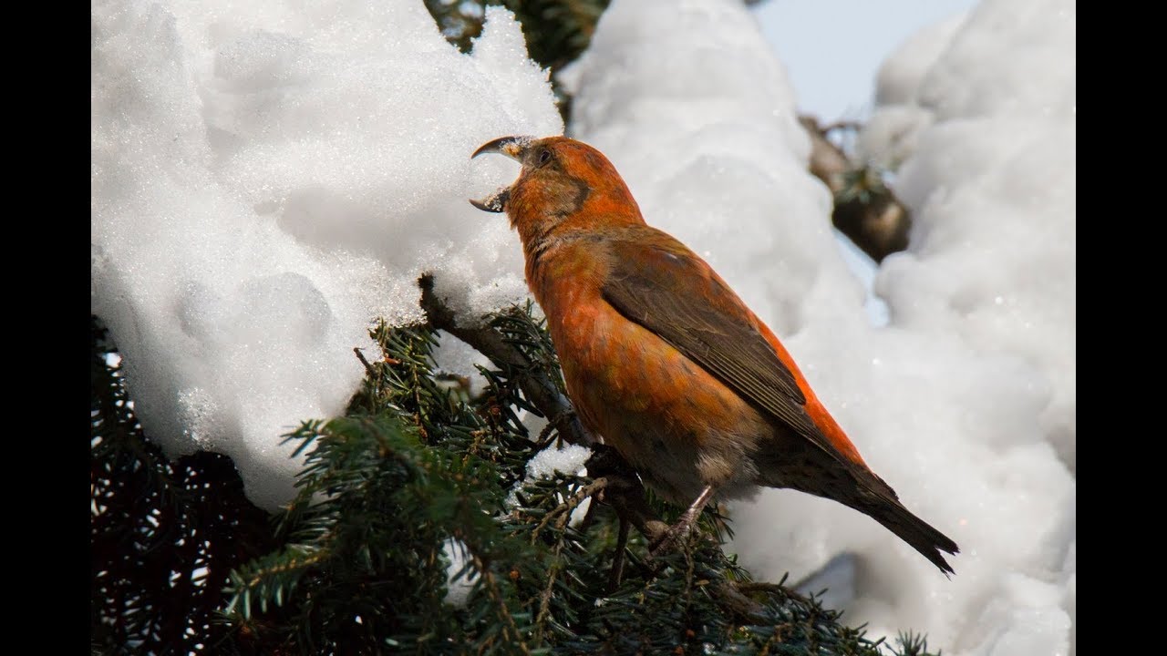 клест еловик (Loxia curvirostra, Red crossbill) Moscow 2018
