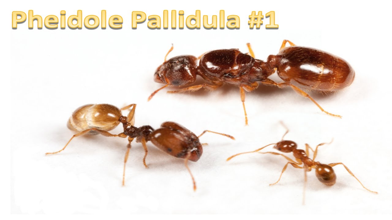 Pheidole Pallidula #1