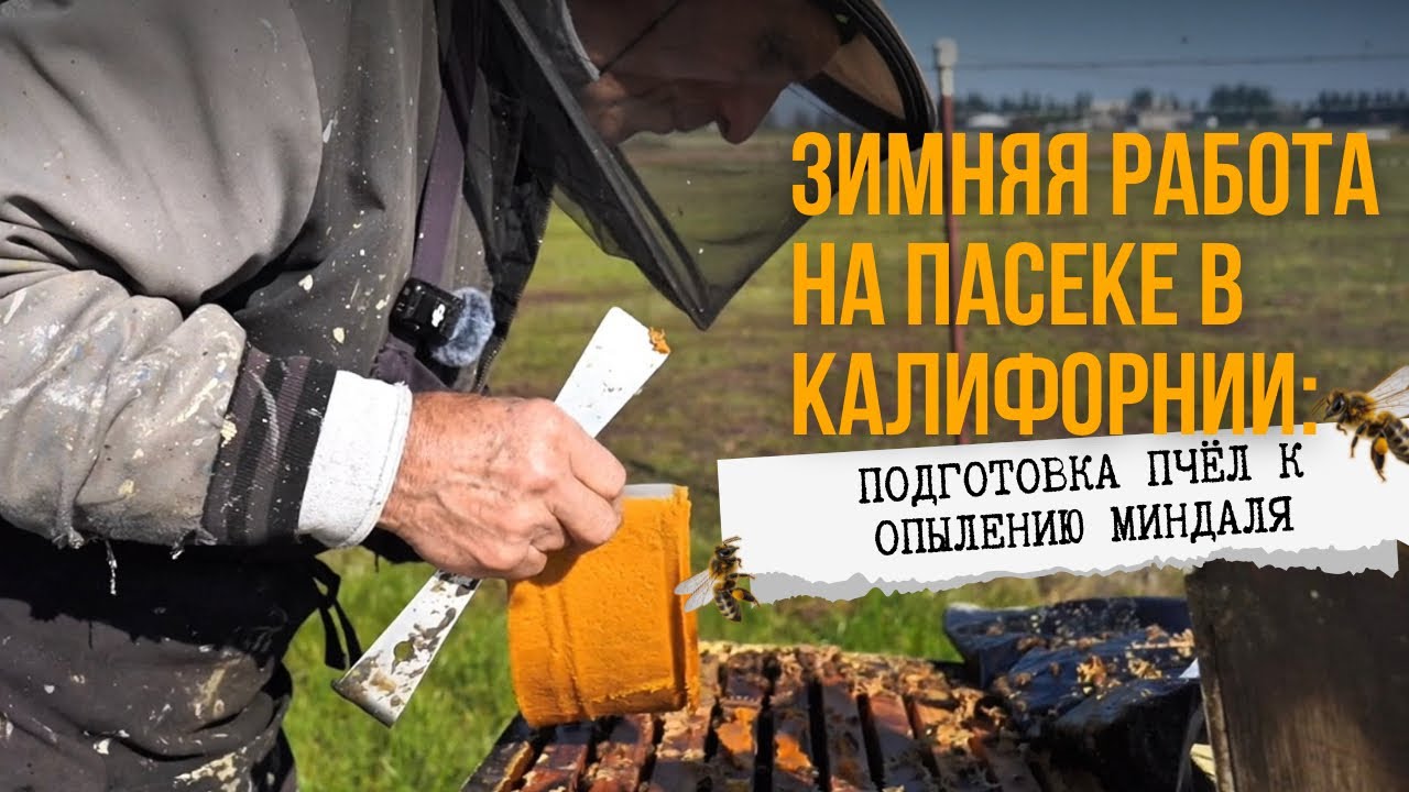 ЗИМНЯЯ РАБОТА НА ПАСЕКЕ В КАЛИФОРНИИ: ПОДГОТОВКА ПЧЁЛ К ОПЫЛЕНИЮ МИНДАЛЯ🐝