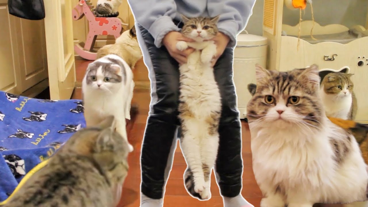 女主人在舊電腦上意外發現去世貓咪的生前影像，看著看著就流泪了｜李喜猫