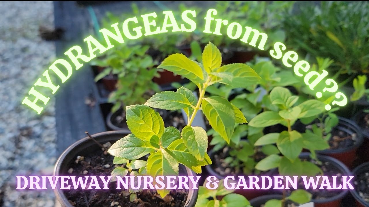 little nursery & cottage garden walk about - midsummer - zone 6A