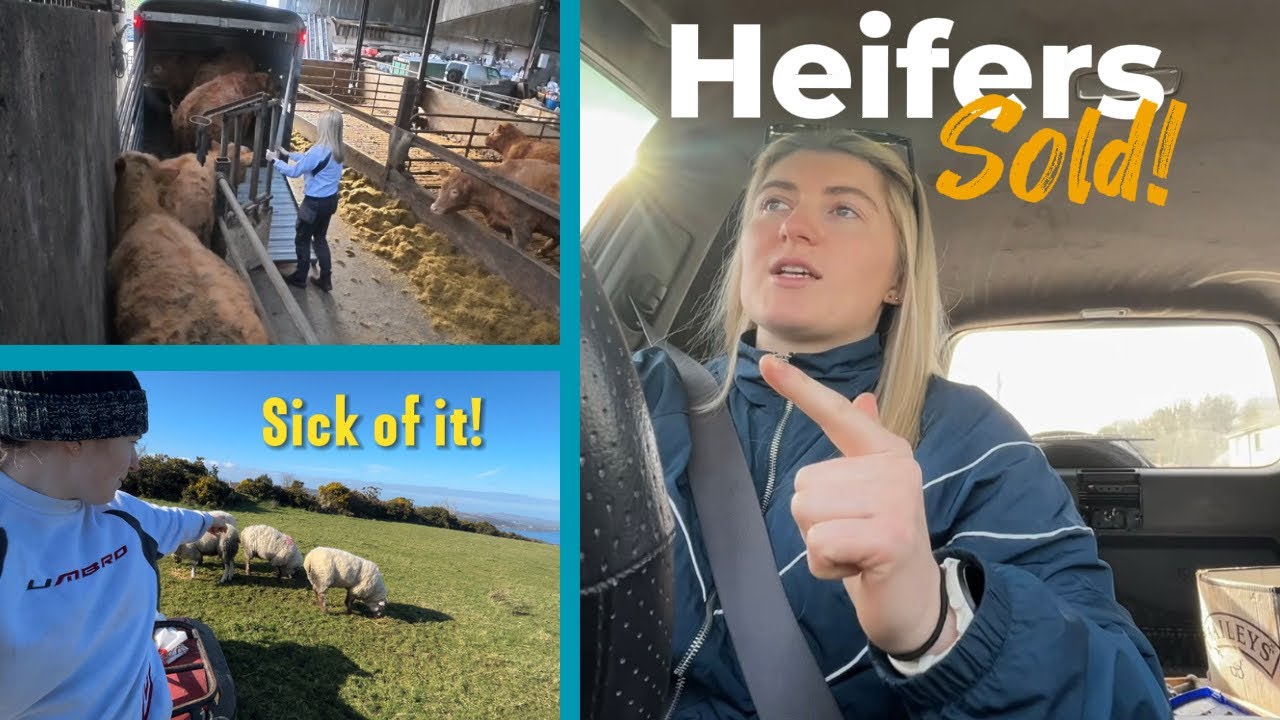 Телки проданы! Правильное ли мы приняли решение…?