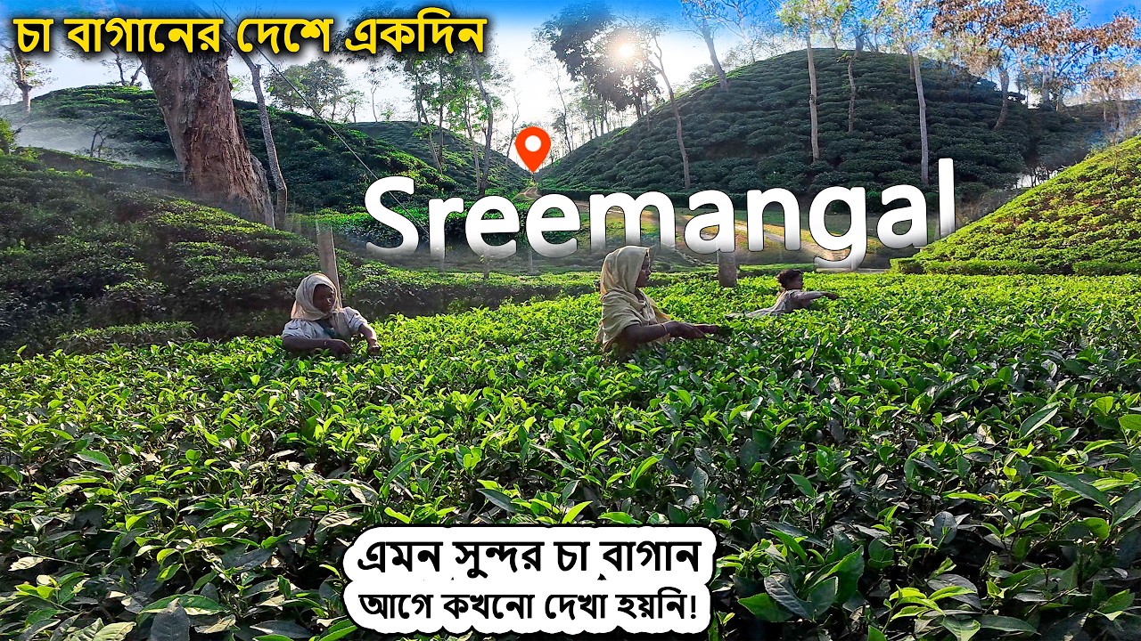 শ্রীমঙ্গলের অদেখা সৌন্দর্য- ২০২৬।। শ্রীমঙ্গলের সবকিছু এক ভিডিওতে। Sreemangal Tour, Traveller Tahidul