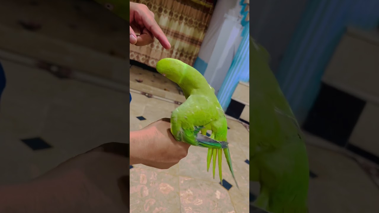 Parrot 🦜 Chill Vibe&rsquo;s #birds #parrot #birdsplanet #parrottalking #parrotlover #petlover #shorts