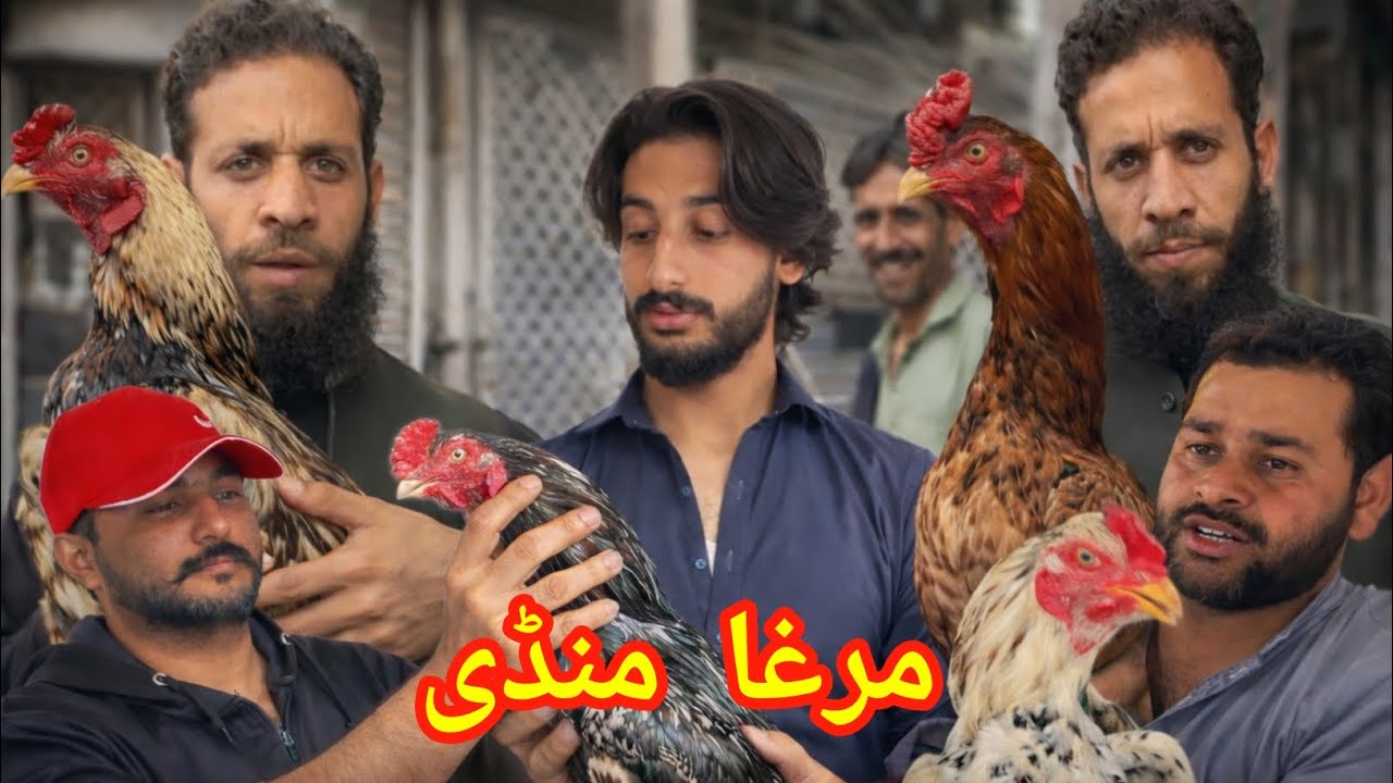 Biggest, Aseel Murga Mandi, Rawalpindi Murga Mandi dingi Khoi, Pakistan Aseel murghe