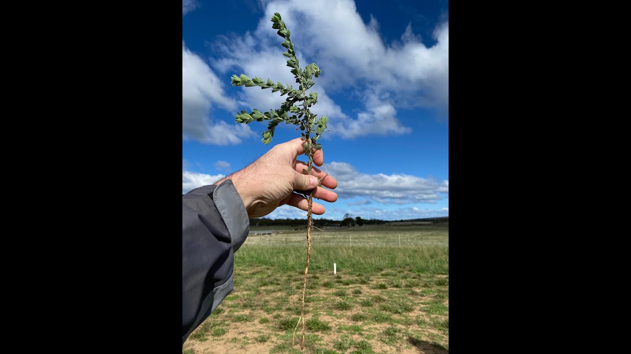 East Coast Perennial Legume Trial - April 2020 update
