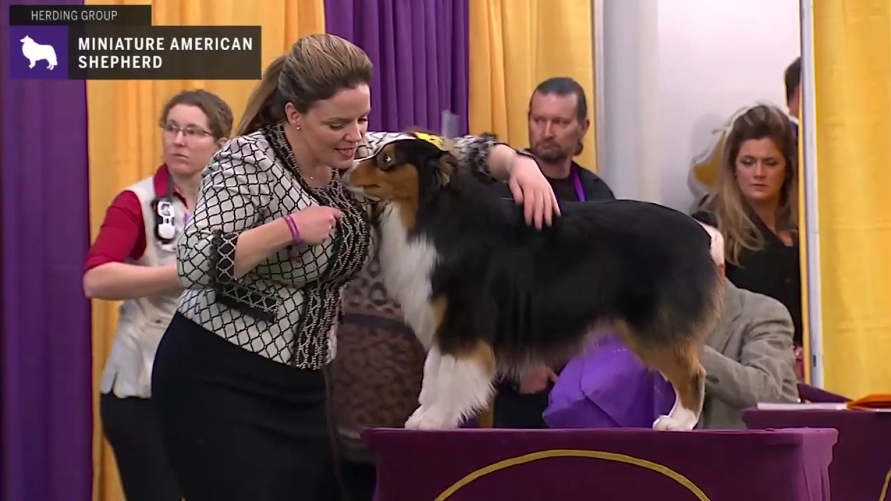 Miniature American Shepherd | Breed Judging 2020