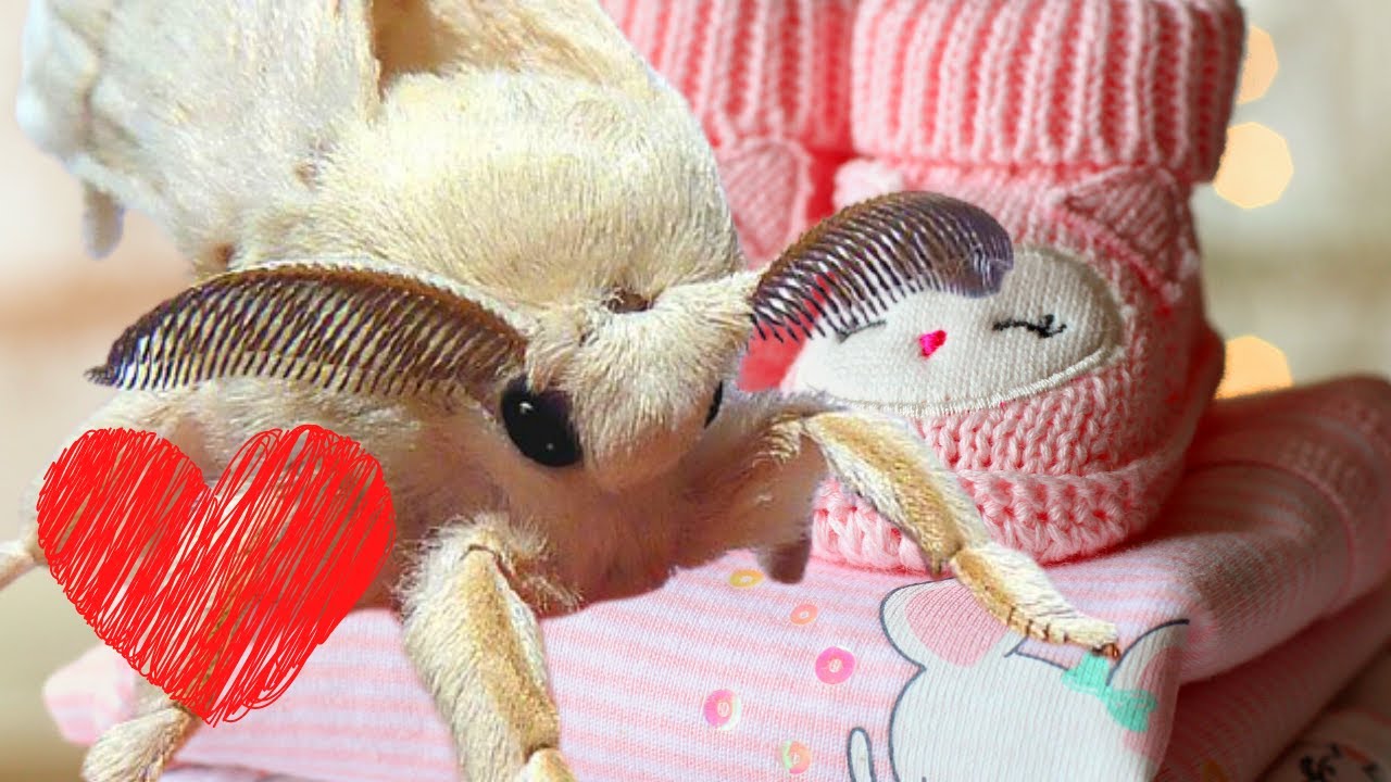 Fluffy Silkworm Moth: Bombyx mori / Mulberry Silkmoth CUTE!