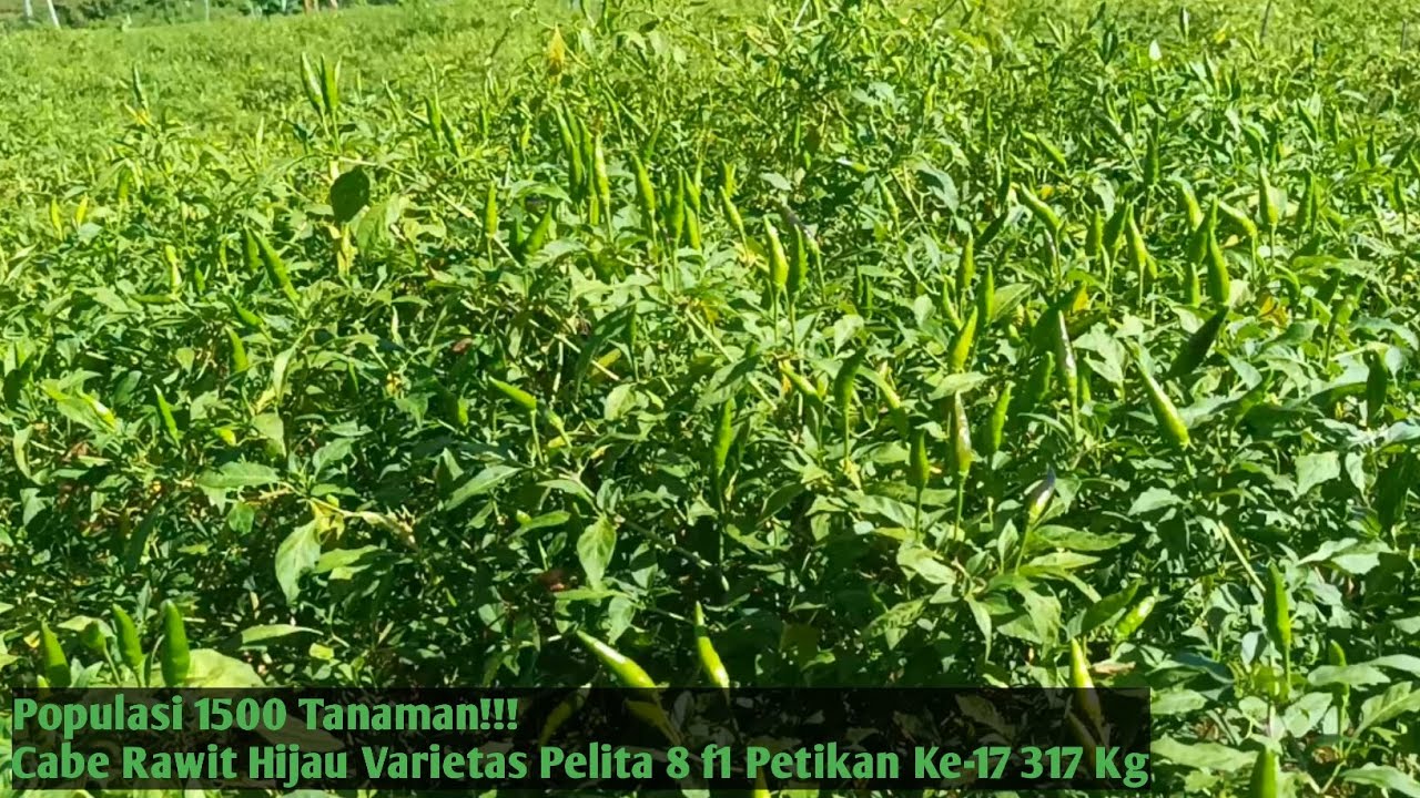Sukses Budidaya Tanaman Cabe Rawit Hijau Varietas Pelita 8 f1 Petikan Ke-17 Hasil 317 Kg