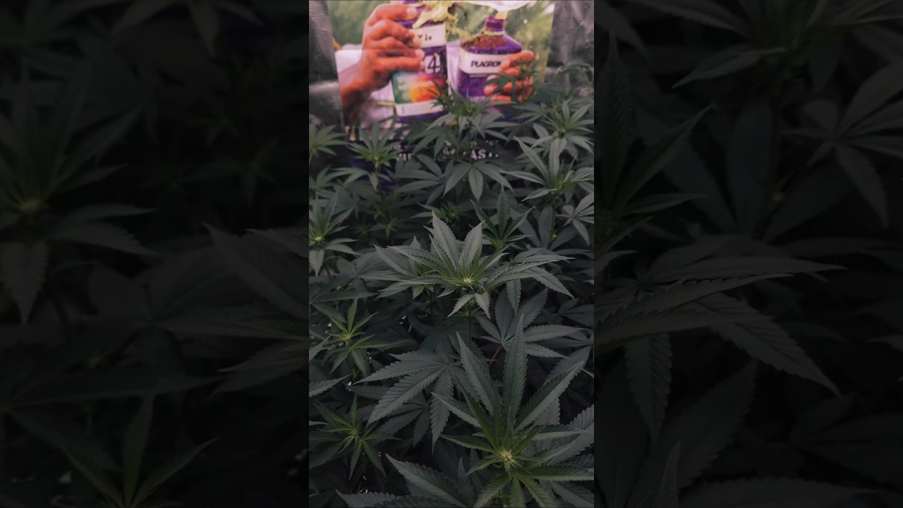 14 dias pre-floraci&oacute;n - PLANTAS sanas y fuertes (MEJOR PRODUCCI&Oacute;N) cultivo indoor cannabis medicinal