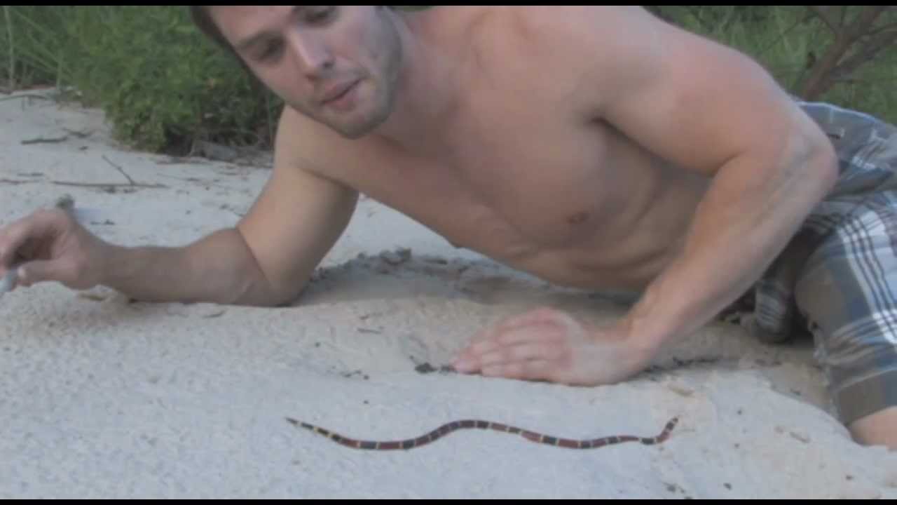 Texas Coral Snake