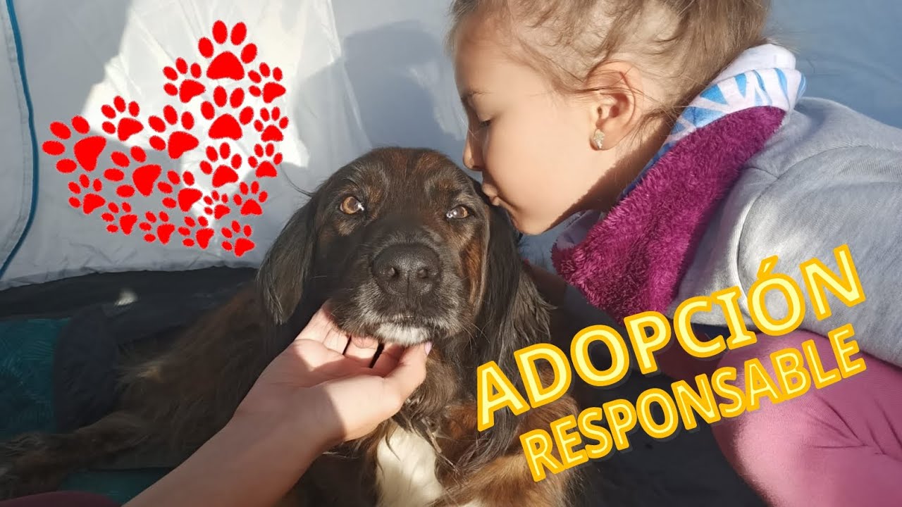ADOPCI&Oacute;N RESPONSABLE #jugaprendiendocontenderetekids