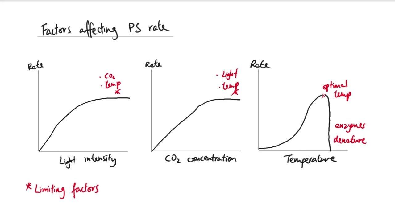 AQA GCSE - B8 Photosynthesis OVERVIEW