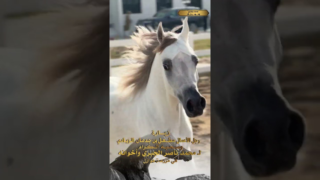 زيارة رجل الاعمال مشعل بن جدعان وصحبه الكرام لــ محمد ناصر الجبري واخوانه