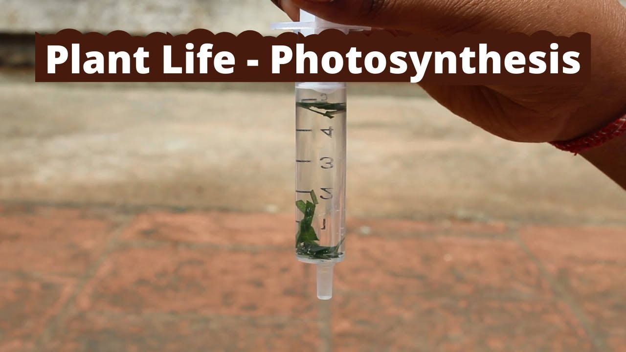 Plant Life - Photosynthesis | ThinkTac | Science Experiment