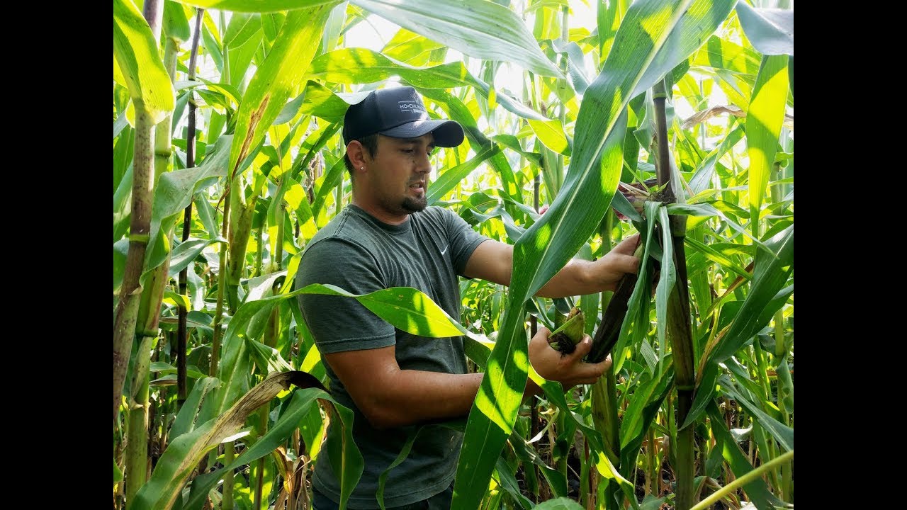 Tribal Harvest Returns to Tradition