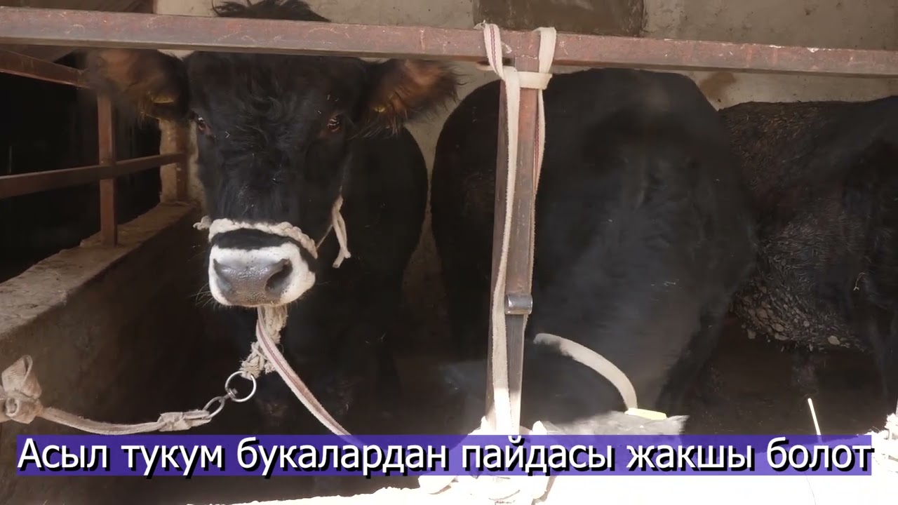 Асыл тукум буканы бордоп баксаң, пайдасы көп болот. Жегени, жайдары букадай эле жейт. 