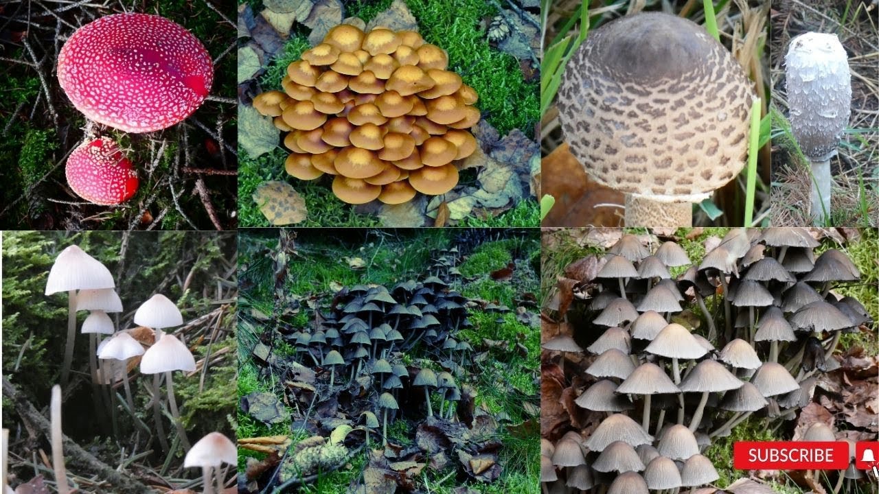 Wild Mushroom In a deep dark forest