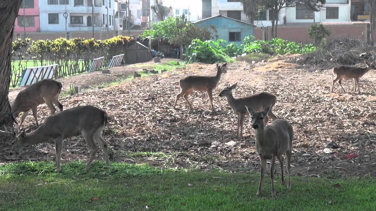 PUCP - Un bosque para los venados