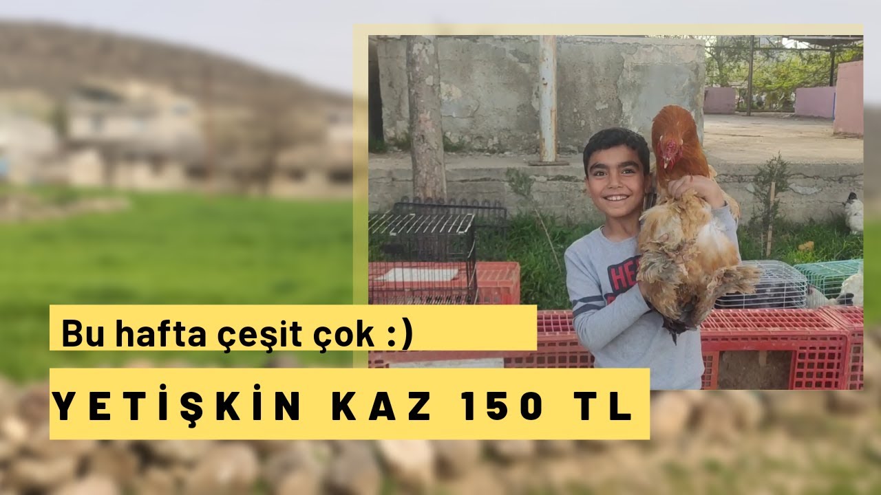 KİLİS TAVUK VE GÜVERCİN PAZARI & PAZAR BU HAFTA ÇOK RENKLİYDİ