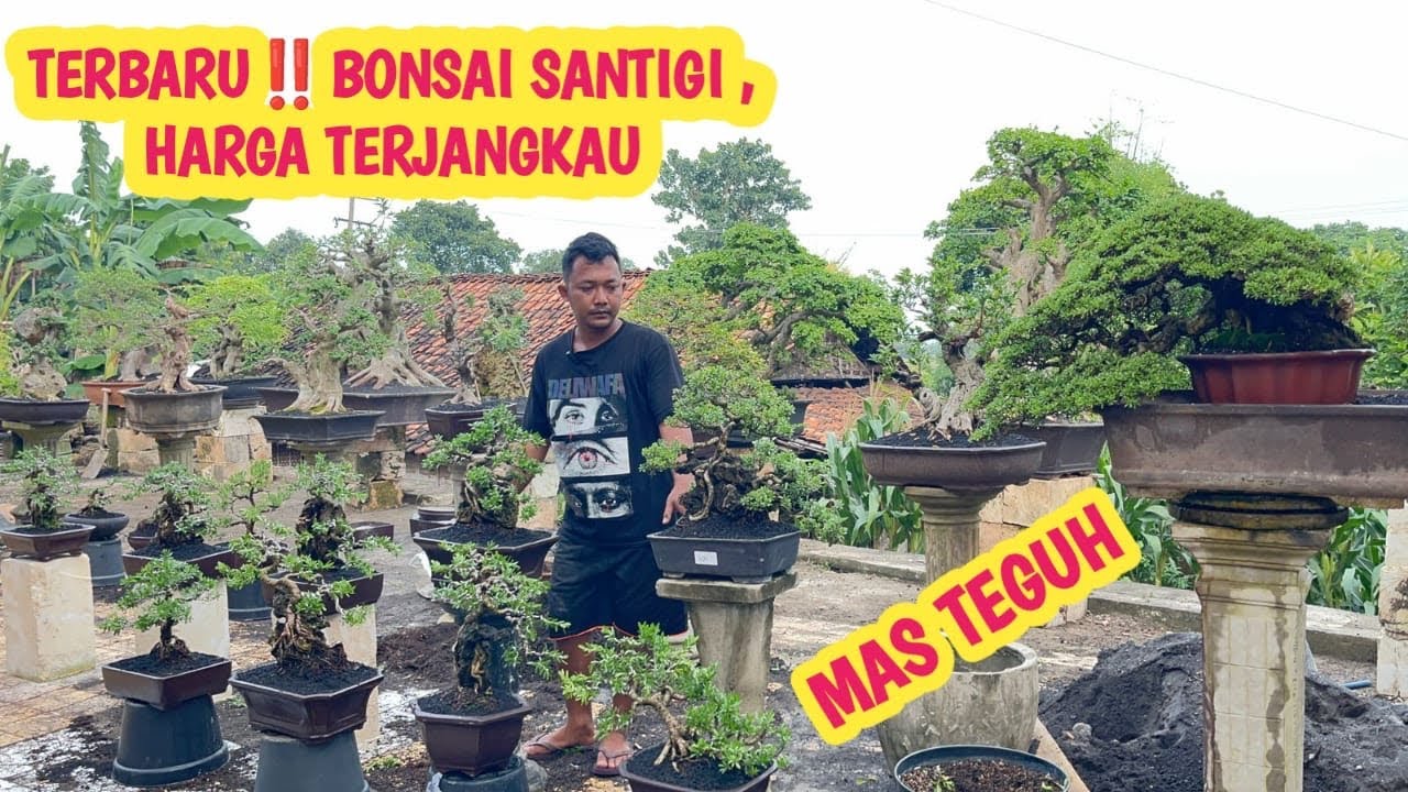 TERBARU‼️BONSAI SANTIGI DLL,HARGA TERJANGKAU 📞 0813-3604-7544 @JeckpaeyBonsai91 
