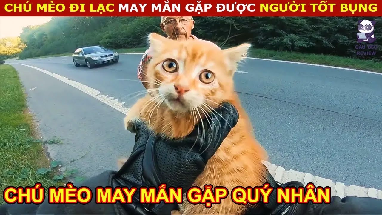 Животные, Которые Сами Попросили Людей о Помощи 22