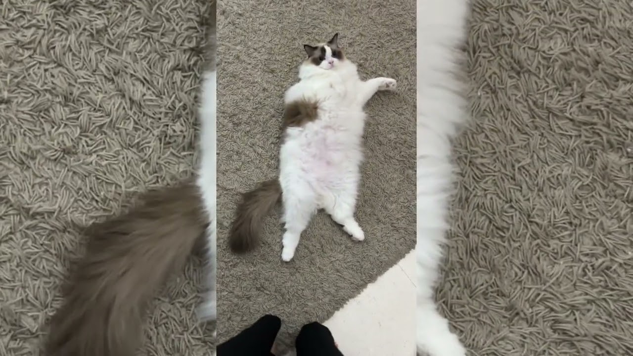 Yuki Mochi Dec 25/Jan 26 video dumps 