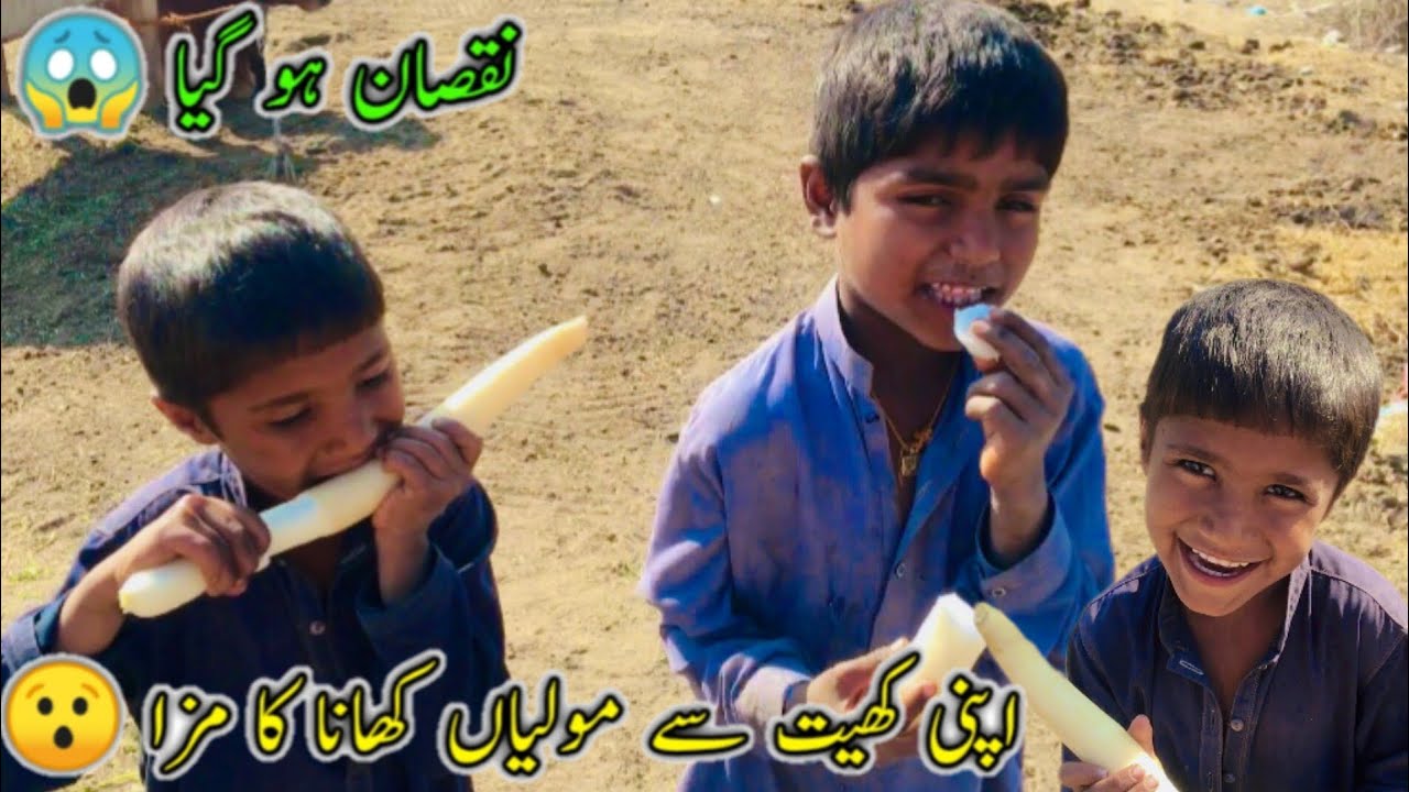 Apni Khyet Sa Moliyan Khane Ka Maza 😯😱نقصان ہو گیا