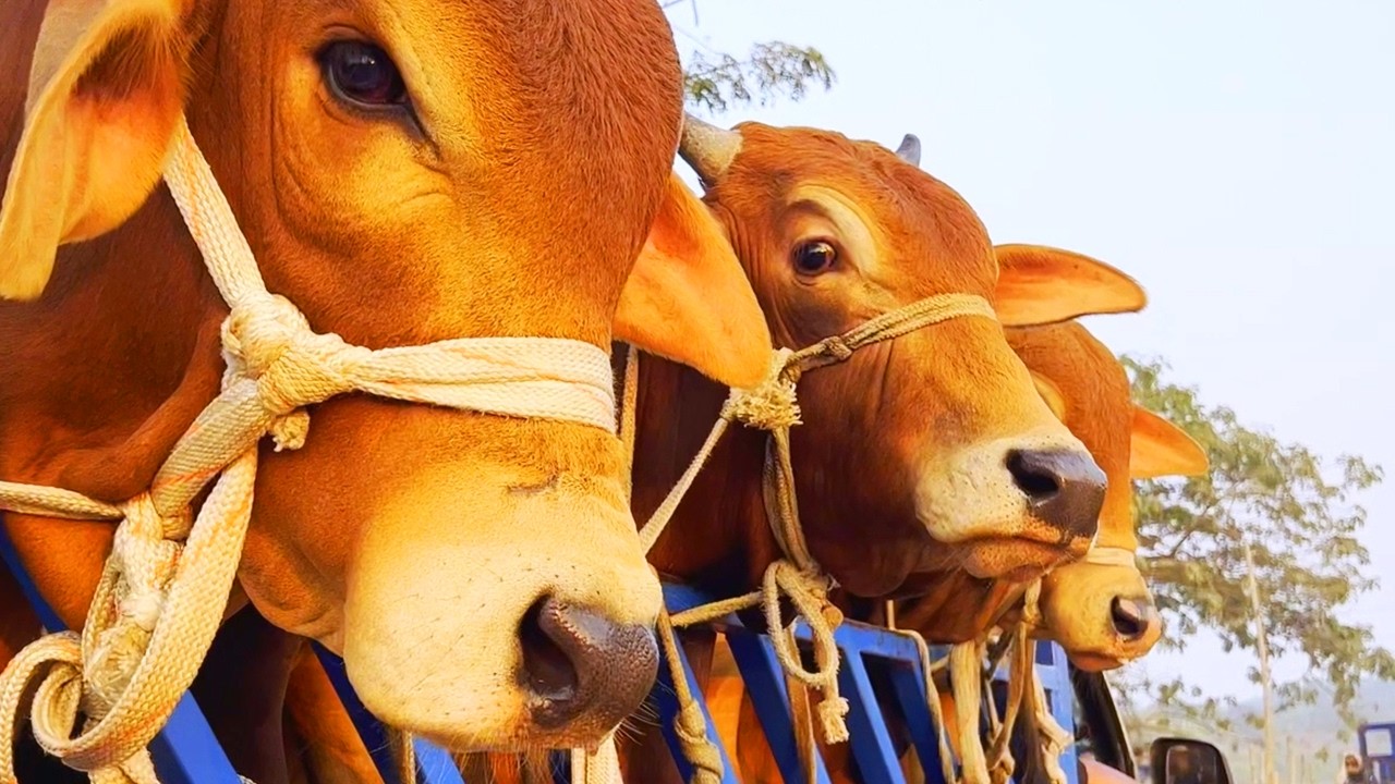 cow unloading, cow videos, cow video, animal, big cow, goru hamba cow, Ep- 336