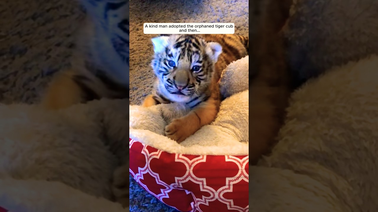 A kind man adopted the orphaned tiger cub and then...