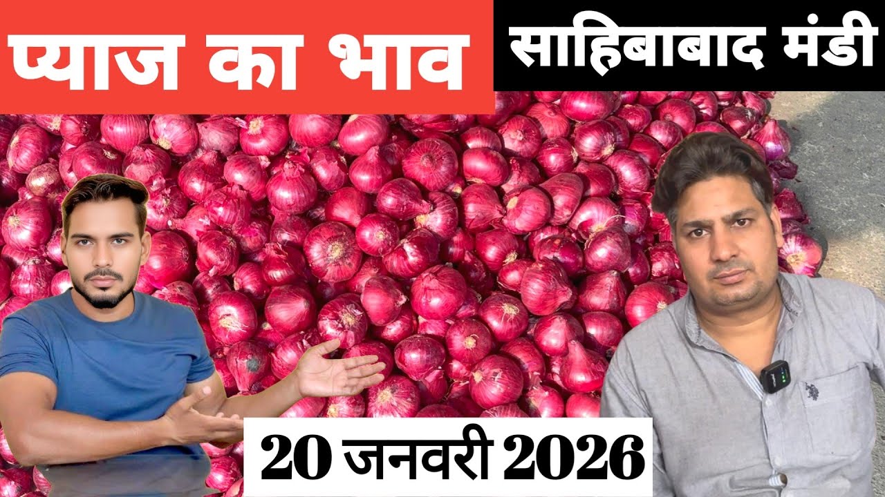 20 January 2026 🧅 प्याज का भाव साहिबाबाद मंडी | today onion rates #delhimandi #onion #todayonion 