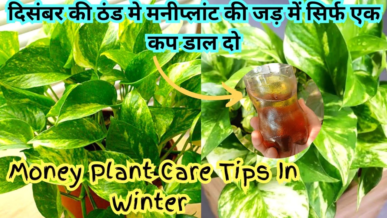 Money plant growth hacks.Money plant care in winter. मनी प्लांट की देखभाल कैसे करें #moneyplant 
