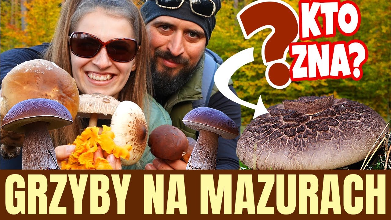 GRZYBY na Mazurach. POZNAJEMY nowe GRZYBY: sarniak sosnowy i lakówka ametystowa. ALE WYSYP!