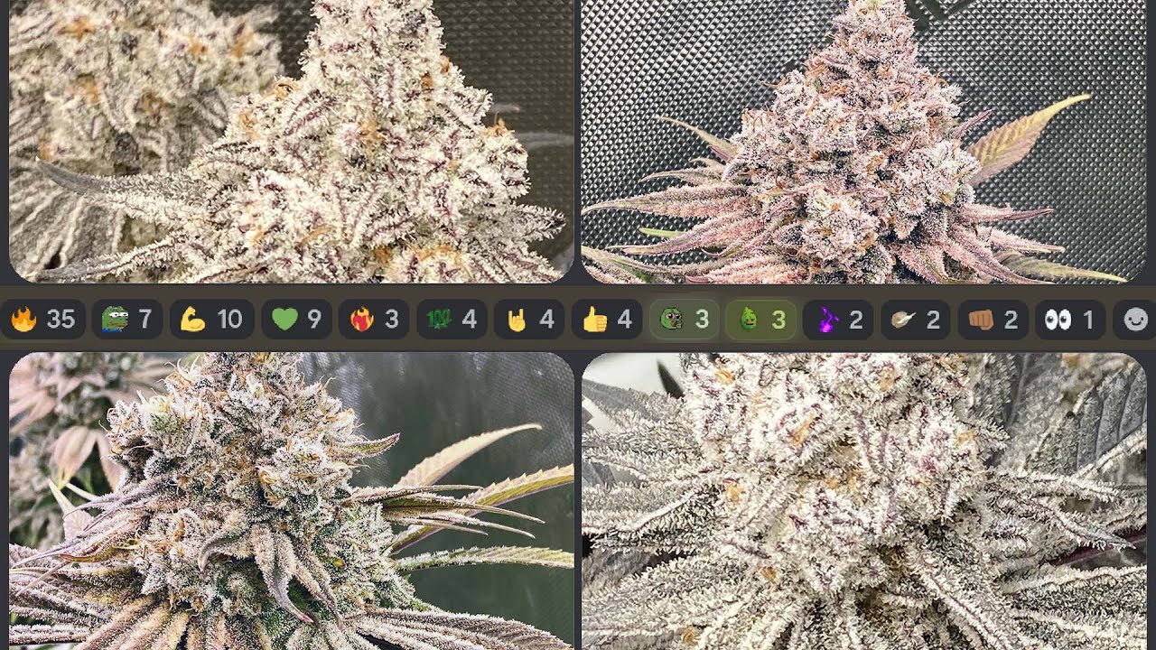 HOW TO GROW WEED - Cup Worthy Results from a New Grower&rsquo;s Journal - Southern Belle & Sweet Flurry