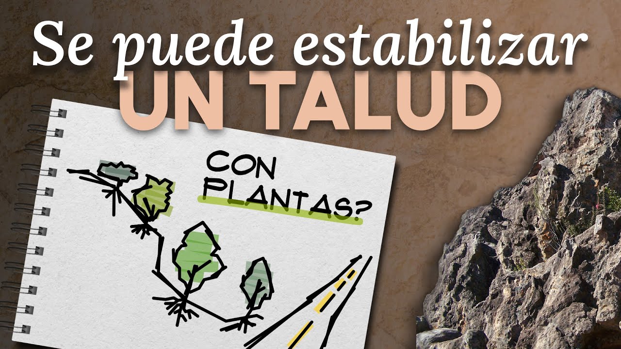 Así influye la VEGETACIÓN en la ESTABILIDAD de taludes