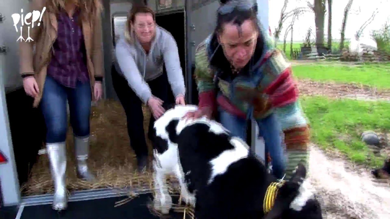 Blind kalfje Helen gered van de slacht (blind calf Helen rescued from being slaughtered)