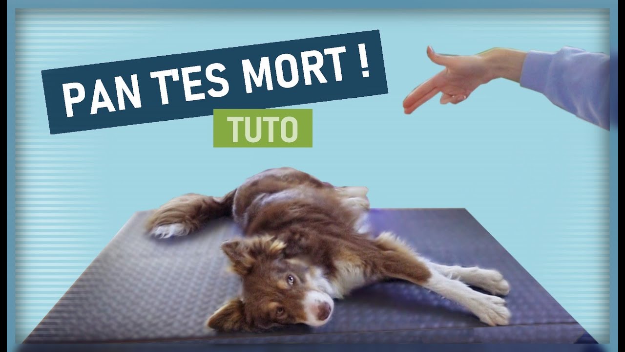 Apprendre &agrave; son chien &agrave; FAIRE LE MORT ! (Tuto tricks 