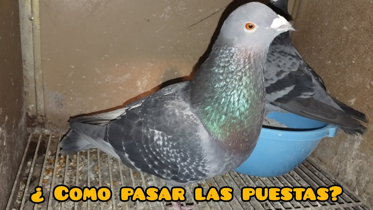 Sin ellas no sería igual..( palomos deportivos)