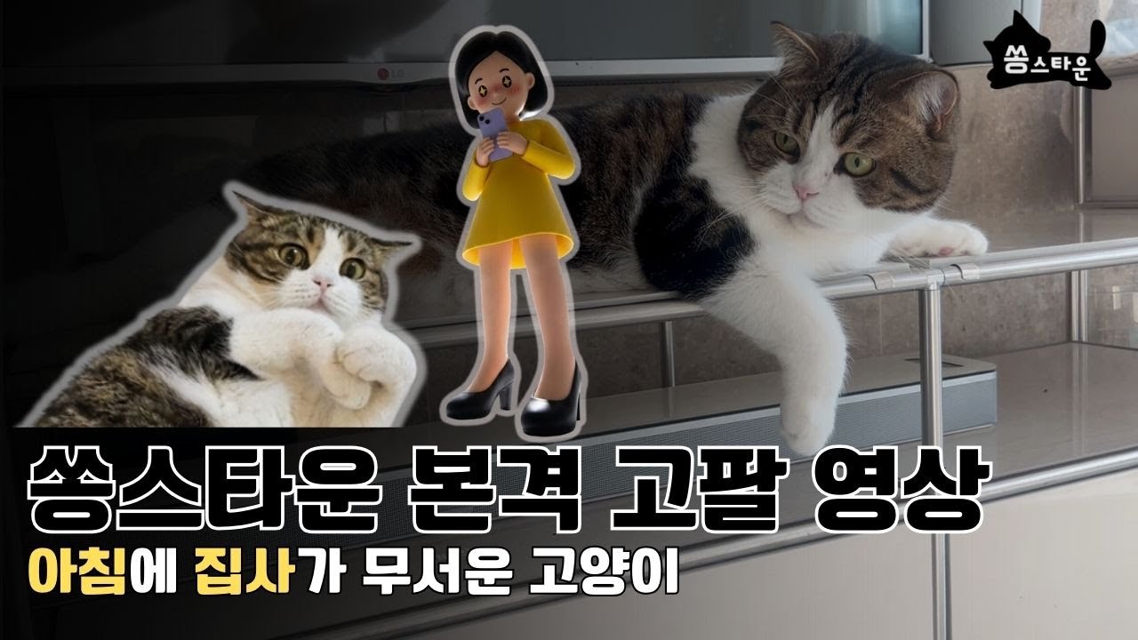 집사때문에 아침이 두려운 고양이